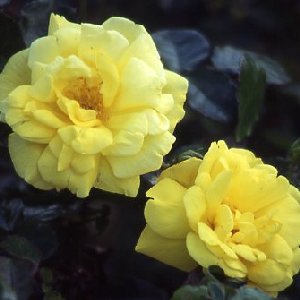 Allgold (Rose)
