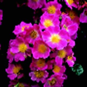 American Pillar (Rose)