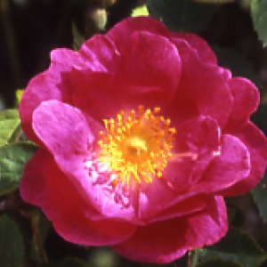 Amy Robsart (Rose)