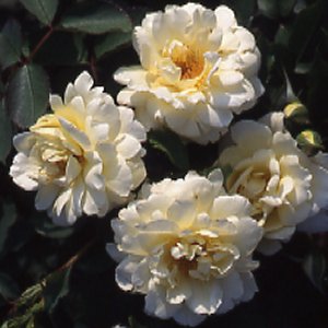 Anna Zinkeisen (Rose)