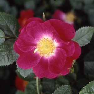 Anne Of Geierstein (Rose)