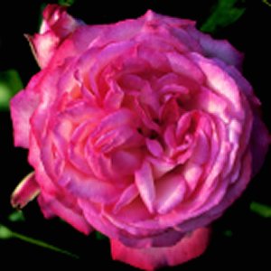 Antique (Rose)