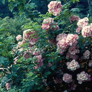 Apple Blossom (Rose)
