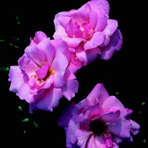 Rose Silver Jubilee