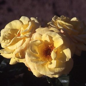 Arthur Bell Climbing (Rose)