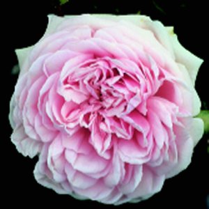 Awakening (Rose)