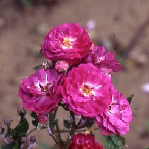 Baby Faurax (Rose)