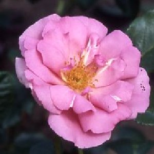 Bantry Bay (Rose)