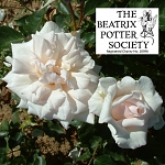 Beatrix Potter (Rose)