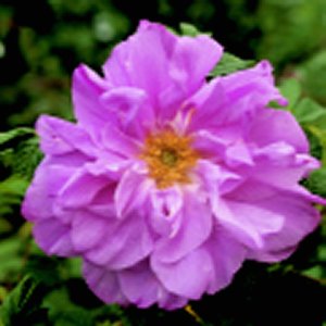 Belle Poitevine (Rose)