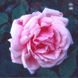 Blairii No.2 (Rose)