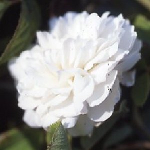 Blanc De Vibert (Rose)