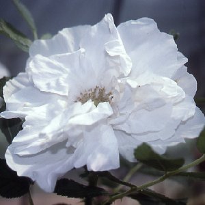 Blanc Double De Coubert (Rose)