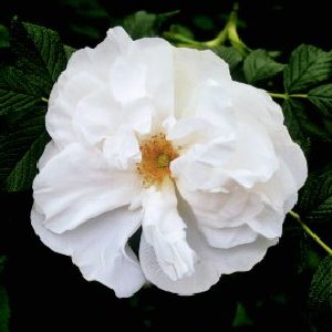 Blanc Double De Coubert (Rose)