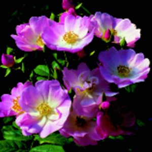 Blush Rambler (Rose)