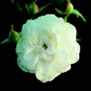 Boule De Neige (Rose)