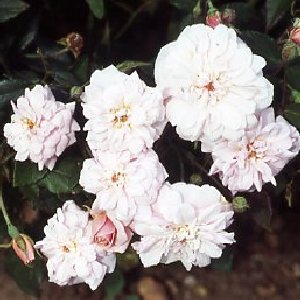 Cecile Brunner (Rose)
