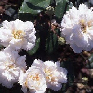 Cecile Brunner (Rose)