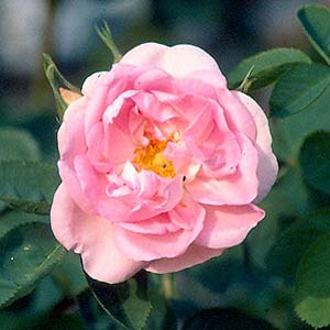 Celestial (Rose)