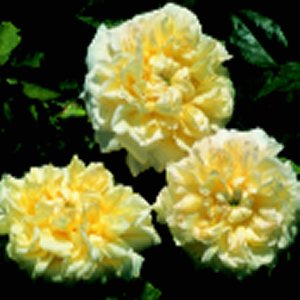 Celine Forestier (Rose)