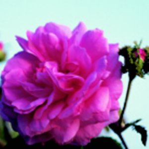 Chapeau De Napoleon (Rose)