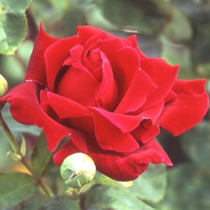Charles Mallerin (Rose)