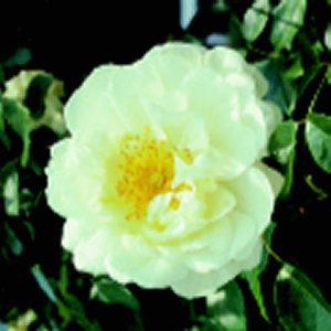 City Of York (Rose)