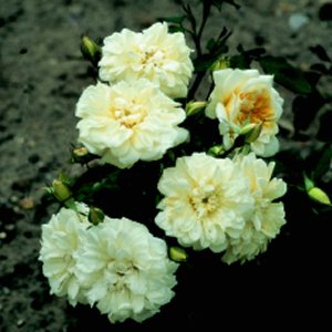 Claire Jacquier (Rose)