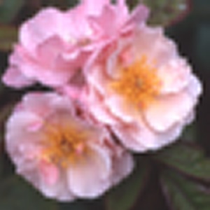 Claire Matin (Rose)