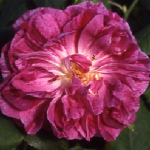 Commandante Beaurepaire (Rose)