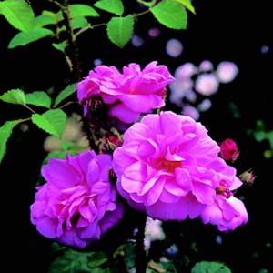 Common Moss (Rose)