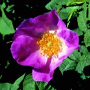 Complicata (Rose)