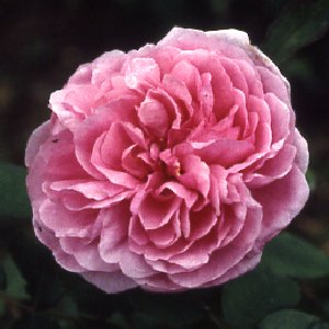 Comte De Chamborde (Rose)