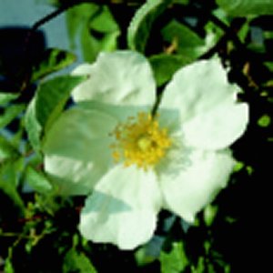 Cooper's Burmese (Rose)