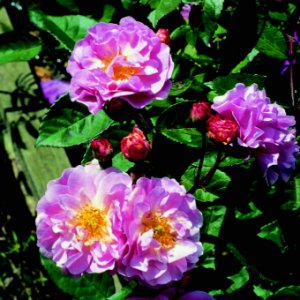 Cornelia (Rose)