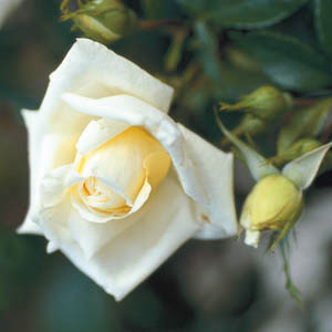 Countess Of Wessex (Rose)