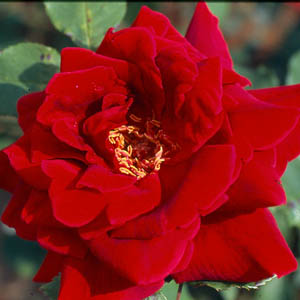 Crimson Glory Climbing (Rose)