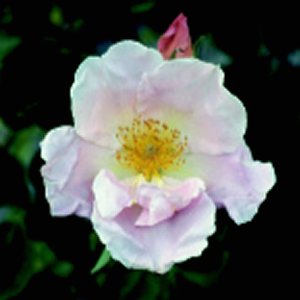 Cupid (Rose)