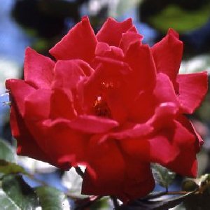 Danse Du Feu (Rose)