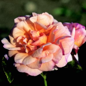 Dixieland Linda (Rose)