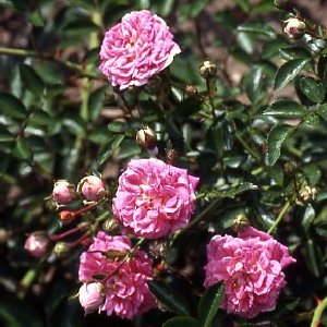 Dorothy Perkins (Rose)