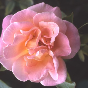 Dr Eckener (Rose)