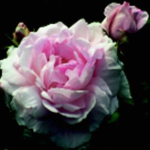 Duchess D' Angouleme (Rose)