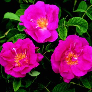 Duchess Of Portland (Rose)
