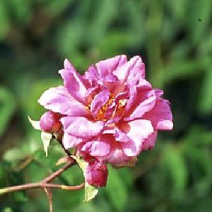 Duke Of York (Rose)