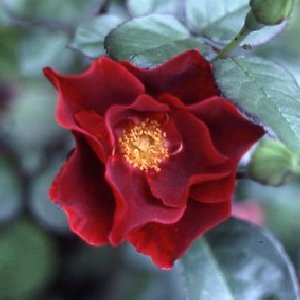 Dusky Maiden (Rose)