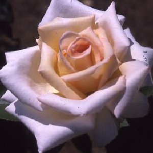 Elizabeth Harkness (Rose)