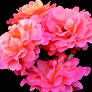 Elizabeth Of Glamis (Rose)