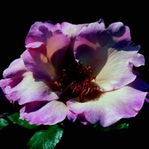 Ellen Willmott (Rose)