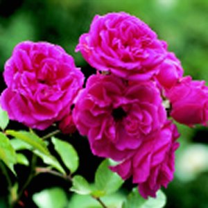 Elmshorn (Rose)